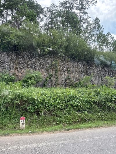 The image captures a roadside scene in Thôn 6, Vietnam, featuring a stone retaining wall overgrown with vegetation, a dense patch of green foliage, and a concrete milestone marker. The milestone, located on the left side of the frame, is painted with a red top and has the markings "H3" and "112" in black and white. Beyond the retaining wall, a line of tall pine trees rises, their branches reaching towards a cloudy sky. The foreground shows a paved road with a gravelly shoulder. The overall scene depicts a rural or semi-rural landscape with evidence of human infrastructure such as the wall and milestone amidst natural elements.