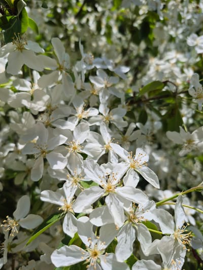 The image displays a dense arrangement of small white flowers with prominent yellow stamens, indicative of a flowering tree or shrub located in the city of Kansk, Russia. Each individual flower typically presents five white petals that are slightly irregular in shape and texture, with some petals exhibiting minor creasing. The center of each blossom contains a cluster of approximately 15-20 delicate yellow-orange stamens with lighter anthers. Green leaves, consistent with the foliage of a deciduous plant, are visible around and behind the flower clusters. Thin, brown-green branches support the blooms and foliage. The scene is illuminated by direct sunlight, casting distinct shadows between petals and highlighting the textured surfaces of the flowers and leaves. The background features additional flowers and green leaves rendered in a soft focus, indicating a shallow depth of field. No human subjects or animals are present. The flowers appear to be in full bloom and healthy.