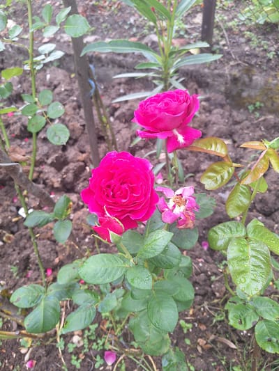 In Zeda Sazano, Georgia, a close-up, eye-level shot captures a vibrant pink rose bush in the foreground. The rose, with its lush green leaves glistening with water droplets, is the primary subject. Two fully bloomed roses and one bud are visible, their petals a deep, rich pink. The soil around the rose bush is dark brown and appears moist, with scattered fallen rose petals and small green weeds. In the background, out of focus, are other plants and a wooden pole, suggesting a garden setting. The lighting is natural, with a slight overcast contributing to the soft shadows. No people are present in the scene.