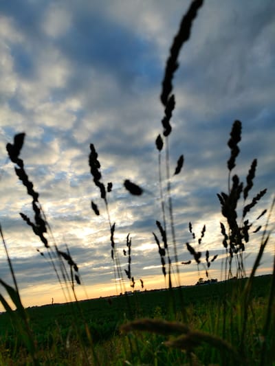 This image depicts a serene landscape at dusk, likely in Pinsk, Belarus. The foreground is dominated by the silhouetted stalks of tall grass, rendered out of focus, creating a natural frame for the scene. Beyond the grass, a vast, green field stretches towards a distant horizon. The sky is a dramatic canvas of blues and grays, with fluffy white clouds interspersed with streaks of lighter hues, suggesting the fading sunlight. A soft, warm glow emanates from the horizon, indicating that the sun is either setting or has just set, casting a gentle illumination across the sky and the upper portions of the field. In the far distance, a cluster of trees and possibly some buildings are faintly visible on a slight elevation, adding a sense of depth and hinting at human presence without being intrusive. The overall mood is peaceful and contemplative, evoking the quiet beauty of nature at the close of day. No visible text is present in the image.