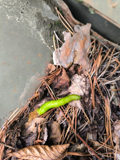 A bright green caterpillar with white stripes and a purplish band on its tail is the central subject of this close-up, ground-level photograph. It is positioned on a bed of dry brown leaves and pine needles, partially on a piece of decaying bark. To the left of the caterpillar, a rough, grey, metallic surface with some rust spots is visible, suggesting it might be part of an industrial or man-made structure. The background is filled with more dry organic matter, including more leaves and pine needles, and appears to be outdoors, potentially in a wooded area or a neglected urban space. The lighting is natural, and the focus is sharp on the caterpillar and its immediate surroundings. No people are present in the image. The location is noted as an outdoor area within the city of Gremiuchy, Russia, amidst natural detritus and a metallic surface.