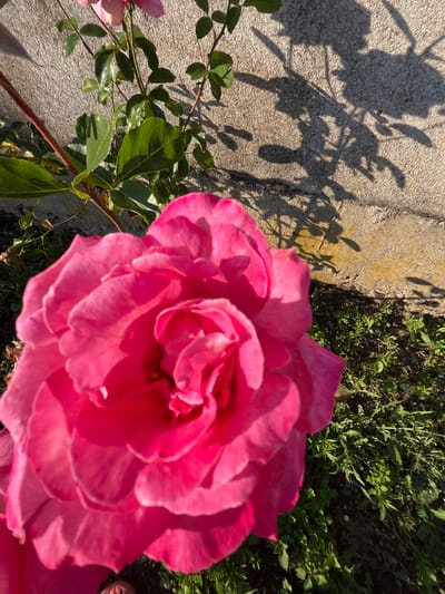 A bright pink rose blooms in the foreground, its petals catching the sunlight. Behind the rose, a weathered concrete wall casts a shadow of the rose's leaves and branches. Green foliage and grass grow at the base of the wall. The image captures a tranquil moment in a garden, possibly in Golemo Babino, Bulgaria, where the natural beauty of the rose contrasts with the rustic textures of the wall and the soft light of the day.