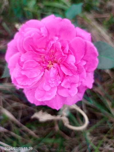 A close-up, high-angle shot of a vibrant pink rose in bloom, with water droplets visible on its petals. The rose is the primary subject, positioned centrally and in sharp focus. The background consists of out-of-focus greenery and dried foliage, suggesting an outdoor garden or natural setting. A faint timestamp reading "2026/07/01 11:39" is visible in the bottom left corner of the image. The lighting appears natural, with the pink hue of the rose being prominent. The overall impression is one of a detailed botanical study, possibly taken in a garden in Жанай, Kazakhstan, given the implied location from the prompt.