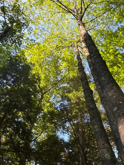 A low-angle shot looks up through the dense green canopy of a forest. The image is dominated by the rough, gray bark of several large tree trunks that rise vertically from the bottom of the frame, their branches extending outwards and upwards to create a textured ceiling of leaves against a bright blue sky. Sunlight filters through the leaves, dappling the scene with light and shadow. The forest floor is not visible, suggesting the image was taken from within the woods. The setting appears to be a natural woodland area, likely within the municipality of Duhamel, Canada, given the context of its location. There are no people or animals visible in the image.