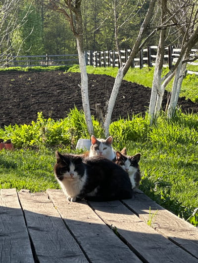 Location: ермолкино, Russia.
The scene is outdoor. There are three cats lying on wooden planks next to a grass covered area. Behind the cats is a dark plowed field, next to which are trees with whitewashed trunks and a wooden fence. A wooded area is in the background.