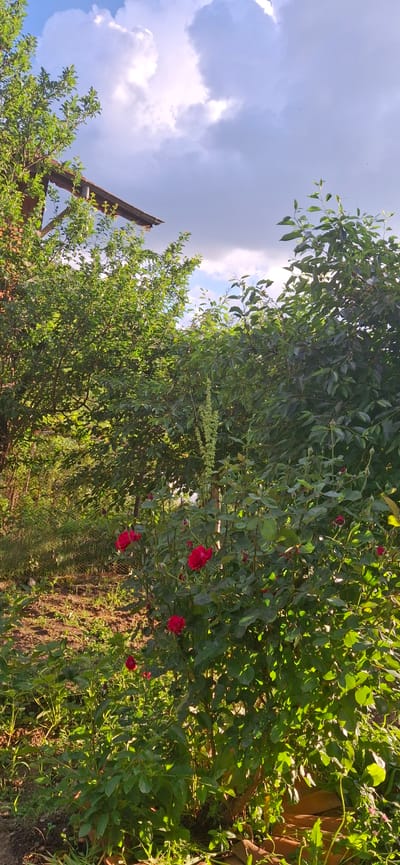 The image depicts a scene in Slokoshtitsa, Bulgaria, featuring a garden or orchard. A variety of trees and plants are visible, with roses prominently displayed, some in bloom with red flowers. A wooden structure, possibly part of a trellis or support system, is seen on the left. The ground is covered with soil and some vegetation. The sky is partially cloudy, with blue patches visible. The image is taken from a low angle, looking upwards towards the sky and the foliage.