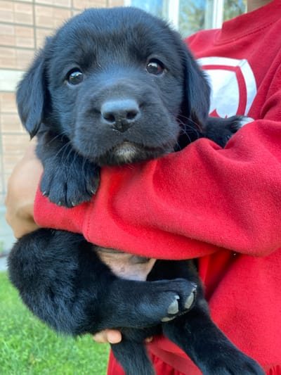A black Labrador puppy is held by an unseen person wearing a red sweatshirt. The puppy's face is visible, with dark fur, expressive eyes, and a pink nose. Its paws rest on the sweatshirt. The background shows a blurred outdoor setting with a brick wall and green grass. The image is taken outdoors in Liuboml, Ukraine.