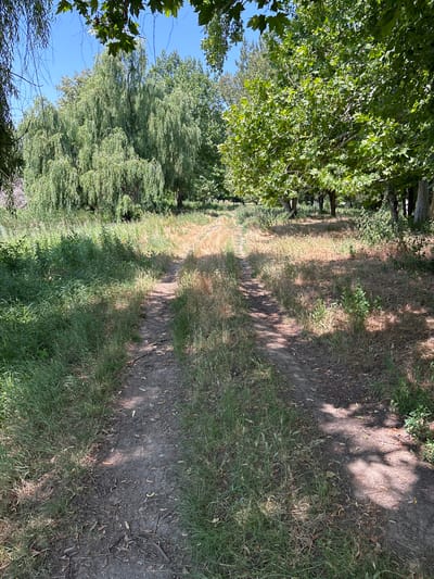The image depicts a dirt path through a grassy area with trees. In the background, there are large deciduous trees with green leaves, and some drooping willow trees. The path appears to be unpaved and somewhat overgrown with grass. The lighting suggests it is daytime. This scene is located in the city of Kopanka, Moldova.