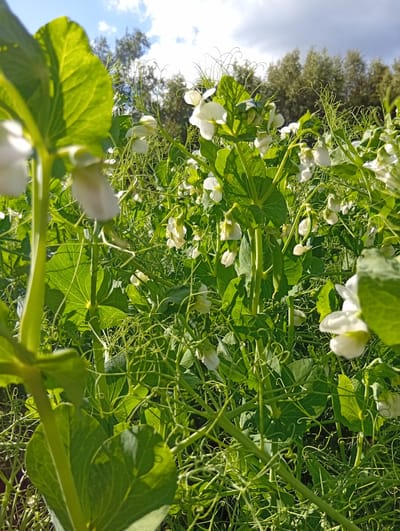 This media file captures a close-up view of a pea plant in bloom, set against a backdrop of trees under a bright, partly cloudy sky. The foreground is dominated by the lush green leaves and delicate white flowers of the pea plant. Tendrils curl and twist, adding texture and depth to the scene. The sunlight illuminates the leaves, highlighting their veining and casting subtle shadows.
In the background, a line of trees forms a natural border, their foliage appearing slightly blurred due to the shallow depth of field, drawing the viewer's attention to the foreground details. The sky above is a vibrant blue, with scattered white clouds adding visual interest. The lighting suggests it is daytime, likely late morning or early afternoon, given the brightness of the sun.
The scene conveys a sense of nature's bounty and the quiet beauty of a garden. The focus on the pea plant suggests an agricultural or horticultural setting, possibly a garden or a farm field. The overall mood is peaceful and serene, evoking the freshness and vibrancy of a summer day in Micaičiai, Lithuania. No text is visible in the image.
