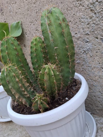 The image shows a green cactus with brown spines in a white plastic pot. The pot is tilted and sitting on a concrete surface. Some plant debris is visible near the base of the cactus, possibly ivy. The concrete has a rough texture. The location, Zverino, Bulgaria, is not discernible from the image.