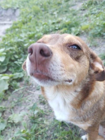 This is a close-up, slightly blurry photograph of a medium-sized dog, likely taken outdoors. The dog has reddish-brown fur with some lighter patches, particularly on its chest. Its snout and nose are prominently featured, with a dark, wet nose and a lighter muzzle area. The dog's eye is visible, looking slightly to the side. The background consists of out-of-focus green foliage and some patchy ground, suggesting a natural or rural setting. The lighting appears to be natural daylight, with no artificial illumination. The dog's expression is somewhat curious or playful, with its head tilted slightly. There is no visible text in the image.