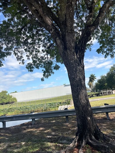 This image captures an outdoor scene dominated by a large, mature tree on the left, its rough-barked trunk ascending diagonally from the bottom right to the mid-left of the frame. The tree's lush green canopy fills the upper left portion, with patches of bright blue sky and scattered white clouds visible through its leaves.

A sturdy metal guardrail runs horizontally across the mid-ground, separating a drier, earthy patch on the right from a more cultivated, greener area on the left, which features a large, light-colored building (possibly a warehouse or commercial structure) in the background. In front of this building, a patterned green area suggests landscaping or a field of low-growing plants.

Further in the background, to the right of the main tree, several palm trees and other greenery are visible under the clear blue sky. The lighting indicates a sunny daytime, with no shadows suggesting early morning or late afternoon. The overall setting appears to be a mixed landscape, combining natural elements like the large tree and distant foliage with human-made structures and infrastructure like the guardrail and building. There is no visible text or any specific activity taking place. The presence of palm trees is consistent with the location context of Doral, United States of America.