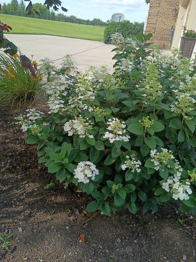 This is a photograph of a garden bed in front of a brick house, taken from a low angle. In the foreground, a large bush with dark green leaves and clusters of white flowers fills the majority of the frame. The bush appears to be a hydrangea. To the left of the bush, there is a clump of tall, green grass with some yellow and red foliage. The ground around the plants is covered in dark brown mulch with some exposed soil and small stones.

In the background, a concrete driveway or path is visible, leading away from the house. Beyond the driveway, there is a gently sloping green lawn, bordered by a dark wooden fence. Further in the distance, trees can be seen against a cloudy sky. The brick house on the right has a window and a light fixture visible. A satellite dish is mounted on a pole behind the house. The scene suggests a residential setting, likely in Nicholasville, Kentucky, United States, given the typical landscaping and architectural styles found in the region. The lighting indicates it is daytime, with some shadows cast by the foliage.