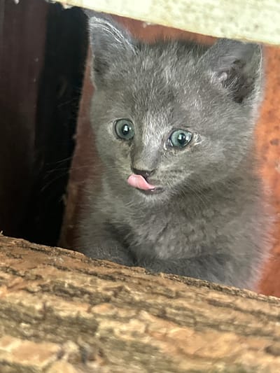 The image shows a close-up of a grey kitten with its tongue sticking out, peeking from behind a rough, wooden surface. The kitten has large, blue-green eyes and appears to be in a dimly lit, rustic environment. The background is dark and out of focus, with hints of a wooden structure and possibly an orange-colored surface. There are no visible humans or any indication of the location being within the city of Salmanovo, Bulgaria. The scene is a portrait of a young animal in what appears to be an outdoor or barn-like setting.