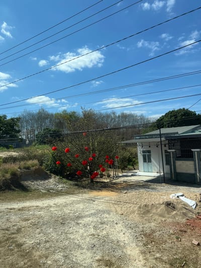A daytime view reveals a cloud-dotted blue sky traversed by numerous power lines. A white house sits adjacent to a brown, unpaved road. A bare tree adorned with red ornaments stands prominently. Other trees are visible in the background, and ground cover borders the road. A white tarp covers something on the ground.