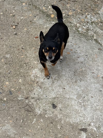A black and tan dog, consistent with a Chihuahua or similar small terrier breed, stands facing the camera on a light gray, textured concrete surface in Profesor Ishirkovo, Bulgaria. The dog has predominantly black fur with tan markings on its muzzle, eyebrows, chest, and legs. Its ears are erect and pointed, and its tail is curled upwards over its back. A patch of white fur is visible on its chest and its front right paw. The dog's eyes are dark, appearing partially closed or squinted. The concrete ground is uneven and contains scattered small pebbles, dark debris resembling dried plant matter, and a small, dark, metallic, coiled object in the lower center-right of the frame. The scene is illuminated by ambient daylight, casting no distinct shadows.