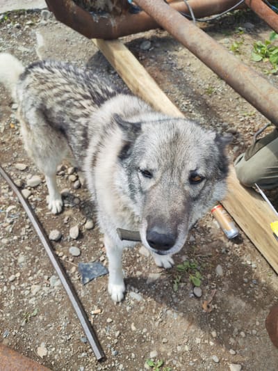 In Termal'nyy, Russia, a medium-sized dog with grey and white fur stands on a dirt and gravel surface. The dog faces the camera, its head slightly tilted. A dark collar is visible around its neck. Behind the dog, a person wearing green pants is partially visible, kneeling next to a wooden plank. Several rusty metal pipes and construction materials are scattered around the area. A discarded can and other debris are also present on the ground. The environment appears to be an outdoor, possibly industrial or construction site, with sparse green vegetation growing between the rocks.