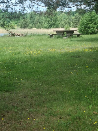 The image depicts an outdoor scene in a grassy area with scattered yellow wildflowers. In the mid-ground, a rustic wooden picnic table with attached benches is situated on the grass. Behind the picnic table, a body of water is visible, bordered by tall reeds. Further in the background, a dense forest of various green trees stretches across the landscape. The sky above is overcast with a bright, diffused light. The foreground consists of a lawn with more wildflowers. The scene appears to be located in a natural setting, possibly a park or recreational area.