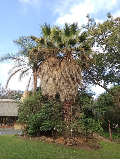 In Randburg, South Africa, the image captures a lush garden setting dominated by two prominent palm trees. The larger palm tree, positioned centrally, displays a dense cascade of dried fronds, creating a striking visual contrast with its vibrant green upper foliage. To its left, a second, slender palm tree with arching fronds reaches towards the bright blue sky, adorned with scattered white clouds. Surrounding the palm trees, a variety of dense green bushes and trees form a verdant backdrop, with a patch of neatly manicured lawn in the foreground. A thatched-roof building with large glass doors and white grilles is partially visible on the left side of the frame, suggesting a residential or hospitality establishment. Rocks and a small flowering plant add to the naturalistic appeal of the garden. A red post with a white object is visible on the right side of the frame, possibly a camera or a fixture. The overall scene suggests a tranquil, well-maintained outdoor space bathed in natural light.