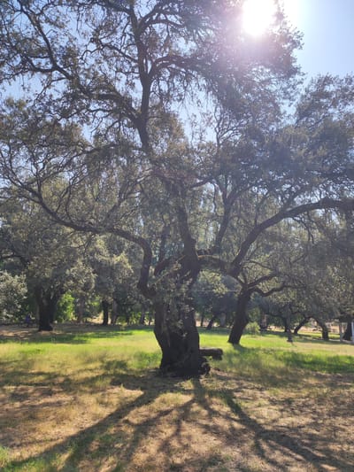 This is a medium shot, taken outdoors, of a park in Cadalso, Spain. The foreground is dominated by the gnarled trunk and branches of a large, old oak tree, casting dappled shadows on the dry, yellowed grass and patches of green. In the middle ground, several other oak trees are visible, with their dense canopies obscuring much of the background. The sky is clear blue, with the bright sun shining through the leaves of the trees, creating lens flare. In the far left of the image, a person is seated at a picnic table beneath a tree.