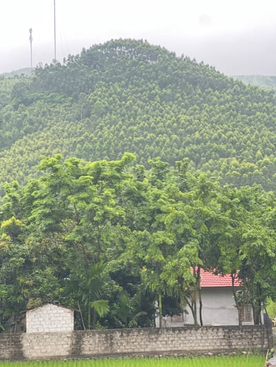 The image depicts a lush, green landscape with a dense forest covering a hillside. Two tall, slender communication towers are visible on the left side of the hill, their wires extending outwards. In the foreground, a low brick wall runs horizontally across the frame, separating a field of bright green grass or crops from a cluster of trees. Behind the wall, there are two small structures. On the left is a simple, unfinished-looking building with white brick walls. To its right is a larger, lighter-colored building with a red tiled roof, partially obscured by trees. The trees in the foreground are vibrant green and leafy, creating a dense canopy. The overall atmosphere is one of natural beauty and rural tranquility, with a hint of technological presence from the towers. The scene is set in Tân Thanh Commune, Vietnam, a location known for its verdant scenery and agricultural fields.