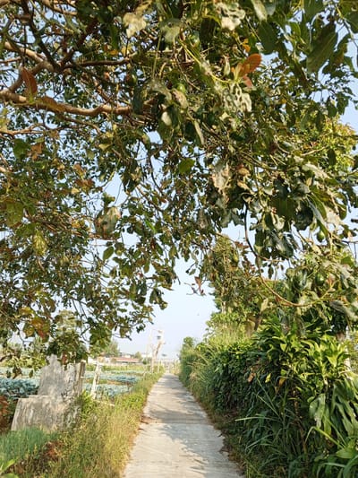 A paved pathway runs through a rural landscape. On the left side of the pathway, there is a field with rows of green crops, possibly vegetables or a plantation. A large, irregularly shaped concrete structure is situated near the edge of the field. Tall grass and vegetation line the pathway. On the right side, a dense hedge of green plants creates a natural barrier. The pathway recedes into the distance, leading towards a cluster of buildings and trees. The sky above is a clear, light blue. Overhead, the branches and leaves of a tree, some with visible fruit (avocados), cast shadows across the scene. The overall impression is one of a serene, agricultural environment. The location is identified as Bellanneoya, Sri Lanka.