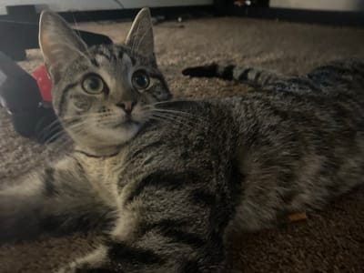 A tabby cat is lying on a brown carpeted floor. The cat is looking towards the camera with its green eyes wide open. The cat's fur is striped with dark gray and black markings. In the background, a black object with a red component is visible. The scene is indoors, with a low-light setting. No specific location in Elizabeth City, United States is identified.