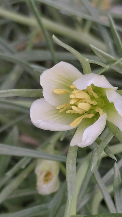The image shows a close-up of a white hellebore flower with yellow stamens, set against a background of blurred green foliage. The flower is in focus, with its delicate petals and intricate reproductive parts clearly visible. The lighting is soft, suggesting it might be a cloudy day or early morning/late afternoon. The setting appears to be a garden or natural landscape, possibly in Ak-Terek, Kyrgyzstan, given the location context. No people, text, or specific events are depicted in the image. The overall mood is serene and naturalistic, highlighting the beauty of the flower.
