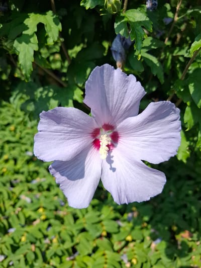 A single, large, light purple hibiscus flower with a dark pink center is in full bloom, facing forward. The flower is the primary subject, centered in the frame. Its petals are delicate and show subtle veins. A bright yellow stamen protrudes from the center. The background is lush and green, with out-of-focus foliage and leaves creating a soft texture. The image appears to be taken outdoors on a sunny day, with dappled sunlight casting shadows on the flower petals. There are no people visible in the image. The scene is natural and peaceful, suggesting a garden or park setting. The exact location in Eschenbach (LU), Switzerland cannot be determined from the visual information alone.