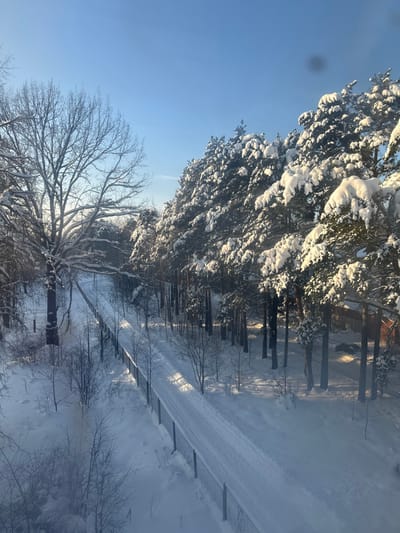 This image displays a pristine winter landscape in Дубки, Russia, under a clear, bright blue sky. Sunlight, originating from the left, illuminates the scene, casting distinct diagonal shadows across the snow. On the left, a large deciduous tree with bare, snow-covered branches stands prominently, flanked by similar trees. To the right, a dense row of coniferous trees, heavily laden with thick white snow on their branches, forms a natural boundary. A snow-covered path, exhibiting two parallel tracks, traverses the mid-ground, extending from the lower center towards the upper center. This path is bordered along its left side by a dark wire mesh fence. The ground throughout the image is covered in an undisturbed layer of deep white snow. In the far background, partially visible through the coniferous trees on the right, is a structure with a reddish-brown roof and walls, beside which a dark vehicle is parked. No individuals or active subjects are present in the frame.