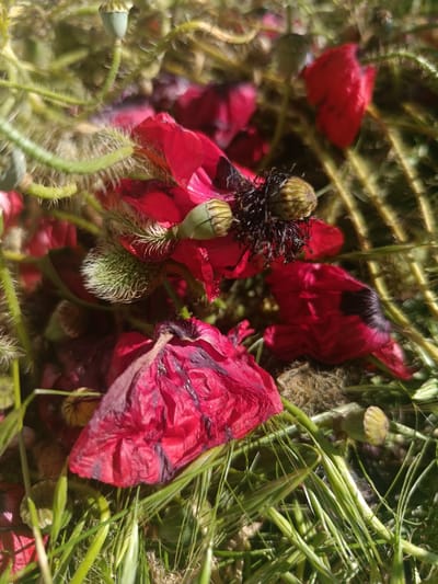 This close-up image captures a vibrant natural scene, likely a field or wild garden in Goryachevodsky, Russia, featuring an abundance of red poppies and green vegetation under bright sunlight.

The primary subjects are numerous red poppies in various stages of bloom and decline, interspersed with lush green plant stems and leaves, which appear to be wild grasses or other flora. Several bright red poppy petals are prominent, some appearing fresh and smooth, while others are noticeably withered, crinkled, and display darker, almost purple, hues, indicating they are past their full bloom.

One poppy in the upper-middle of the frame is fully open, showcasing its vivid red petals and a distinctive dark, complex central stamen structure. Throughout the image, several green poppy buds and developing seed pods are visible. Many of these buds and stems are covered in fine, bristly hairs, adding texture to the scene. The green stems supporting the flowers and buds are slender and winding.

The bright, natural light suggests a sunny day, with highlights catching on the petals and foliage. The background is softly blurred, creating a shallow depth of field that keeps the focus on the intricate details of the poppies and surrounding greenery. There is no visible human activity or text in the image. The scene conveys a sense of natural beauty and the fleeting cycle of plant life.