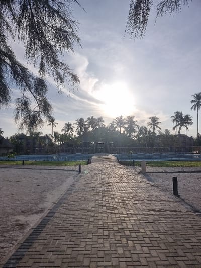 The image depicts an outdoor tropical environment in Michamvi Kae, Tanzania. A light-colored brick pathway, arranged in a herringbone pattern, extends from the foreground towards the background, subtly narrowing. The path is bordered by sandy ground on both sides. Several dark, cylindrical bollards are embedded along the path's edges. Overhanging branches with sparse, needle-like leaves partially intrude from the upper left.
In the midground, the pathway continues, flanked by rectangular, shallow water features containing visible green aquatic vegetation. Beyond these features, various structures are partially obscured by dense foliage. The background features a solid line of tropical trees, predominantly palm trees, silhouetted against a bright, hazy sky. A strong sunburst is centered in the upper mid-frame, with scattered, thin clouds visible. No individuals or discernible actions are present. The scene is set during daylight hours, with a low sun casting significant glare.