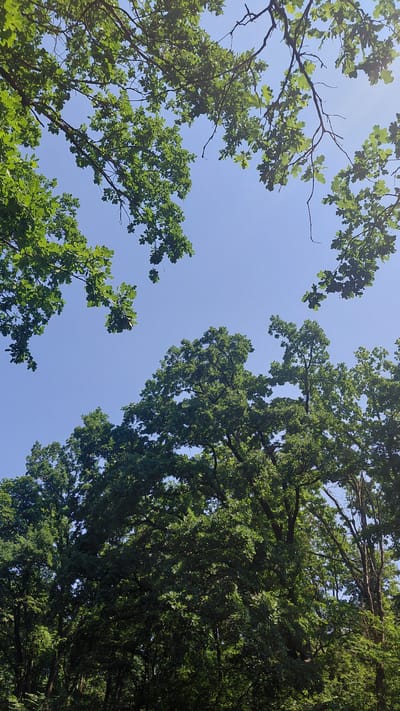 This media file is a low-angle shot of lush green oak trees against a clear blue sky. The leaves are full and vibrant, indicating it is likely springtime or summer. The sun is bright, casting dappled light through the canopy, suggesting a sunny day. The scene is a natural outdoor setting, likely a forest or park, with the camera looking directly up towards the sky from beneath the trees. There are no people or objects visible, only the natural elements of the trees and the sky. The image evokes a sense of tranquility and the beauty of nature. No text is visible in the media file. The location context provided is Ivanhorod, Ukraine.