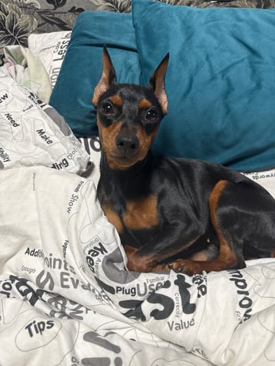 A small, black and tan dog, consistent with a Miniature Pinscher breed, is positioned centrally on a bed in Yasynivka, Ukraine. The dog is seated or lying with its front paws tucked, facing the viewer directly. It has erect, pointed ears, a black muzzle with tan markings, and dark eyes. The dog is resting on a white comforter or duvet cover patterned with various black English words and abstract shapes. Behind the dog, a teal-colored pillow is visible, and further back, a dark grey and black patterned headboard or cushion with a floral/abstract design is present. The scene is indoors with artificial lighting.