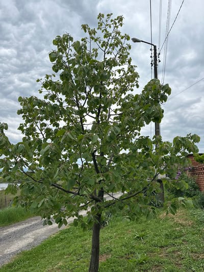 A low-angle shot of a tree with light green leaves dominates the foreground. The tree trunk is centered, with branches extending to the left and right. To the left of the tree is a utility pole with attached wires and a streetlight. Behind the tree, the sky is overcast with grey clouds. To the right of the tree, a gravel road runs along the side of a grassy area. In the upper right corner, a glimpse of a red brick wall and some purple flowers can be seen. The location is presumed to be Rogozinovo, Bulgaria. No people are visible.