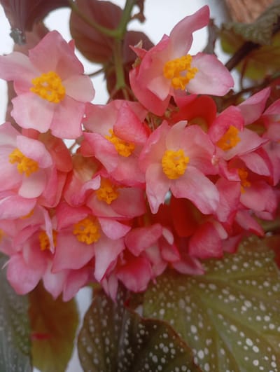 A close-up, eye-level, outdoor shot shows a cluster of pink begonia flowers in full bloom, with their bright yellow centers prominently visible. The flowers, with their delicate, layered petals, are the main subject. The background is softly blurred, with hints of green foliage and a light, overcast sky. The lower portion of the image reveals the distinctive patterned leaves of the begonia plant, characterized by dark green coloration with irregular white spots. The scene is devoid of any human presence or urban elements, suggesting a natural or garden setting. There is no information available to associate this image with Toktogul, Kyrgyzstan.
