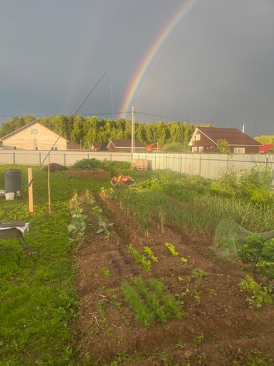 This is a sideways, outdoor photograph taken in Klepiki, Russia. The scene depicts a garden with rows of vegetables and some houses in the background. A rainbow is visible in the sky on the left side of the image, suggesting recent rain or a light shower. The sun appears to be shining, casting a warm glow on the scene and illuminating the green foliage of the garden. The time of day appears to be late afternoon or early evening, given the angle of the light. There are no people visible in the image, but there are several objects, including a metal fence, a green net covering some plants, a watering can, a black barrel, and a barbecue grill. The overall mood of the image is peaceful and serene, with the rainbow adding a touch of natural beauty to the domestic setting. There is no visible text in the image.