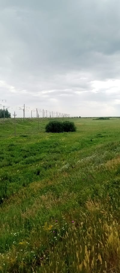 This image depicts a wide, grassy field under a cloudy sky. In the background, a line of electrical pylons stretches across the horizon, indicating a railway line or similar infrastructure. A small, dense bush is located in the mid-ground of the field. The foreground is filled with tall, wild grass and scattered wildflowers, some of which are purple and white. The overall scene is serene and natural, with no people or visible activity other than the stillness of the landscape. The lighting suggests it is daytime, possibly overcast, contributing to a subdued atmosphere. The location is identified as Marinovka, Kazakhstan. There is no visible text in the image.