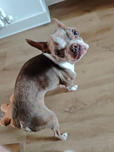A small, brindle and white Boston Terrier dog is shown from a high-angle, looking up at the camera. The dog's head is tilted, and its mouth is slightly open, revealing its tongue. The dog is sitting on a light brown wooden floor. To the left of the dog, a tan-colored plush toy is partially visible. In the upper left corner of the image, a white piece of furniture with some light fixtures is visible. The image is taken indoors, in a residential setting. The exact location in the city of Locking Parklands, United Kingdom, cannot be determined from the image alone.