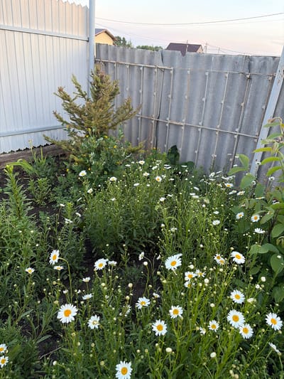 A cluster of white daisies with yellow centers bloom amongst green foliage in this close-up, eye-level shot. The flowers are the main subject, with many in various stages of bloom, some fully open and others as buds. The background is a mix of greenery, dark soil, and the edge of a corrugated gray metal roof. To the left of the daisies, a small, scraggly evergreen tree is visible, and further left, a pale sky with some distant structures suggests an outdoor setting. The light appears soft, possibly indicating early morning or late afternoon. The overall impression is one of a natural, slightly unkempt garden. No people or text are visible. The image is oriented vertically.