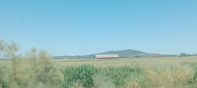 This is a horizontal, eye-level, medium shot photograph taken on a clear day from a moving vehicle. The foreground is dominated by blurred, out-of-focus greenery, likely foliage from bushes or trees. Beyond this, a vast field stretches out, appearing to be a crop, possibly corn, due to its tall, green stalks. In the middle ground, a red-roofed barn with a light-colored facade stands prominently within the field. Further in the background, rolling, tree-covered hills form a natural horizon. The sky is a clear, bright blue with no visible clouds. The scene is located in the rural outskirts of Don Benito, Spain, characterized by expansive agricultural land.
