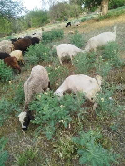 In Kabanbay, Kazakhstan, a flock of sheep and goats grazes on a grassy hillside under a partly cloudy sky. In the foreground, several sheep and goats are visible, some with light-colored wool and others with darker brown and black wool. They are surrounded by low-lying green vegetation and dry grasses. In the mid-ground, more animals can be seen, including a black goat and a white goat. Further in the background, trees line the top of the hill, with more greenery and a few bare branches. The overall scene depicts a rural landscape with livestock.
