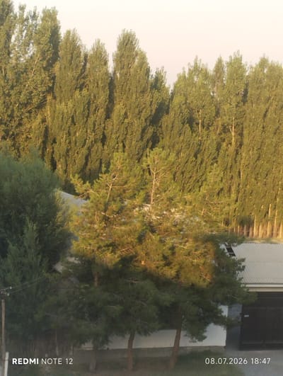 A dense forest of tall, slender trees, predominantly deciduous with some evergreen conifers, dominates the background of the image. The trees are illuminated by what appears to be late afternoon sunlight, casting long shadows and highlighting the textures of their leaves and bark. In the foreground, a few evergreen trees with a more compact, conical shape are visible, their branches laden with needles. A low-lying, light-colored roof of a building, possibly a garage or storage shed, is partially visible between the trees, featuring a corrugated metal texture. A dark doorway or large gate is situated on the right side of the building. The ground in the foreground is covered in dry grass and some scattered debris. A thin pole, possibly a utility pole, stands on the left side of the image. The timestamp "08.07.2026 18:47" and the text "REDMI NOTE 12" are imprinted on the lower right and lower left corners of the image, respectively. The scene is likely located in a rural or suburban area, given the presence of both natural vegetation and man-made structures. The overall atmosphere is peaceful and serene, with the warm lighting suggesting a pleasant, late summer day.