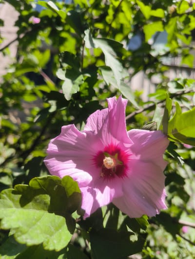 A close-up, eye-level shot captures a large, light pink hibiscus flower with a deep pink center, in bloom. The flower is positioned on the right side of the frame, with its petals fanning out towards the left. Its stamen, tipped with yellow pollen, is visible in the center. The flower is surrounded by lush, green foliage, some of which is slightly out of focus, creating a bokeh effect. The lighting suggests a sunny day, with dappled sunlight casting shadows on the leaves and flower. The background is a blur of green leaves and what appears to be a building, possibly in an urban setting. The scene is located in Boraldai, Kazakhstan.