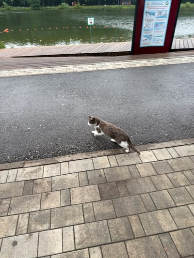 A gray and white cat walks along a paved walkway next to a body of water. The walkway is made of rectangular gray pavers laid in a diagonal pattern. The cat is mostly gray with white markings on its chest, paws, and tail. It is facing to the left, with its head down as if sniffing the ground.

To the left of the walkway is a dark asphalt path. Beyond the path is a wooden structure that appears to be a deck or boardwalk along the edge of a lake or pond. The water is green and reflects the trees and sky. Several orange buoys are visible in the water, marking a path or area. On the left side of the image, next to the wooden structure, is a sign with red trim. The sign has text and several illustrations, likely related to safety or rules for the area. The overall scene suggests an outdoor park or recreational area.

The lighting is overcast, indicating a cloudy day. The time of day is difficult to determine precisely, but it appears to be daytime. The setting seems to be a public space, possibly a park or waterfront promenade, given the presence of the lake, walkway, and informational sign. The cat appears to be alone and exploring its surroundings. There is no visible text in a decipherable language.