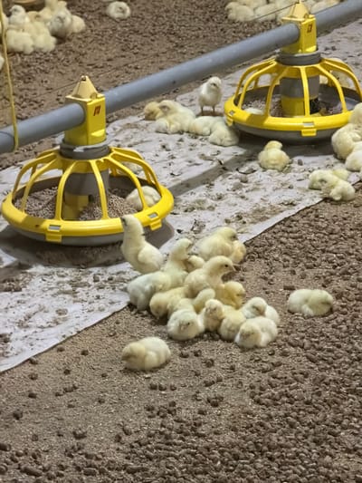 The image depicts a close-up view of a group of newly hatched chicks on the floor of a poultry farm, likely in Prosena, Bulgaria. The chicks, predominantly yellow and fluffy, are clustered together on a substrate of wood shavings and feed pellets. Two yellow industrial feeders, used for dispensing feed and water, are visible in the background, one partially obscured by a gray pipe running horizontally across the frame. The lighting suggests an indoor environment, possibly a barn or coop. The scene is focused on the chicks, their collective presence indicating a controlled agricultural setting.
