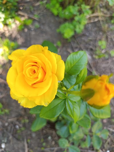 A yellow rose in bloom is prominently displayed in the foreground, its petals unfurling in a spiral pattern. Adjacent to it, a smaller, less developed yellow rosebud can be seen. Both are supported by green leaves and a stem, suggesting they are part of a rose bush. The background is out of focus, showing hints of dry soil and scattered green foliage, indicating an outdoor setting, potentially a garden. The lighting suggests it is daytime. The image was taken in Nikolichevtsi, Bulgaria.