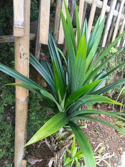 A vibrant green Pandan plant thrives beside a simple bamboo fence. Its long, slender leaves radiate outwards, creating a starburst effect. Patches of mossy vegetation surround the base, mingling with the soil. A rustic wooden fence provides a backdrop, its weathered slats adding a touch of natural charm. The scene captures the serene beauty of a well-maintained garden.