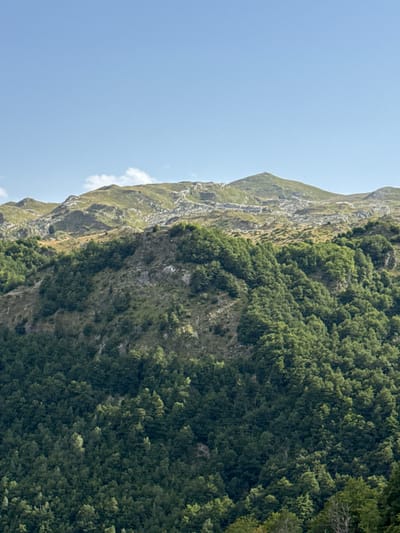 The image is a vertical, full-frame shot of a lush, green mountainside under a clear blue sky. The foreground is dominated by a dense forest of dark green trees, with the canopy covering the lower portion of the frame. As the eye moves upwards, the forest gives way to a more rugged, rocky terrain, sparsely covered in lighter green vegetation and interspersed with grey rock formations. The highest peaks of the mountains are in the background, appearing arid and less vegetated, with some patches of lighter colored rock. A few wispy white clouds are visible in the upper part of the sky. The lighting suggests it is daytime, with sunlight illuminating the scene. There are no people or man-made structures visible in the image. The scene depicts a natural mountain landscape.