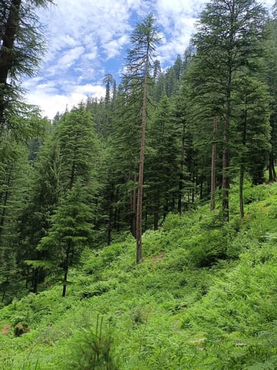 This is a photograph of a dense forest in Sarsai, India, characterized by a steep, verdant hillside covered in lush green ferns and various evergreen trees, primarily tall coniferous species. The sky above is a bright blue with scattered white clouds, indicating daylight. The ground is entirely obscured by thick vegetation. No people or animals are visible in the scene. The overall impression is of a wild, untamed natural environment.